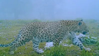 Anadolu’nun gizemli efsanesi Anadolu Parsı fotokapanla görüntülendi