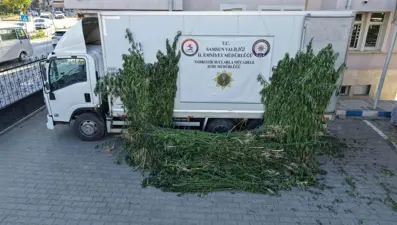 Samsun’da ayçiçeği tarlasında kenevir operasyonu