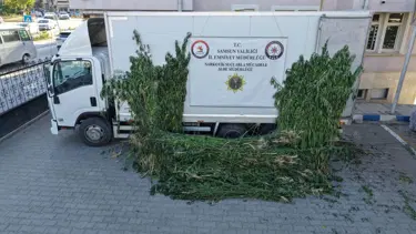 Samsun’da ayçiçeği tarlasında kenevir operasyonu