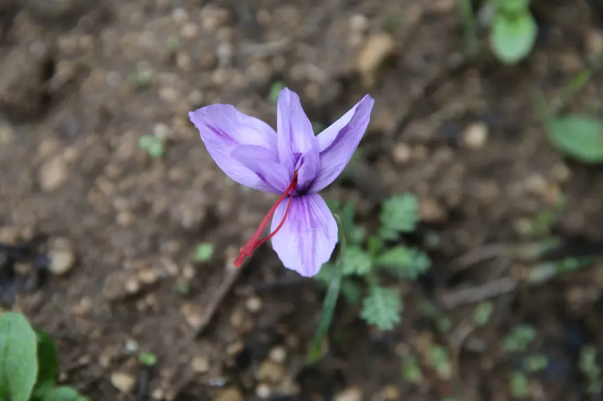 1 kilosu 450 bin lira: "Mucize bitki" çiçek açtı 1 1 kilosu 450 bin lira: "Mucize bitki" çiçek açtı 1
