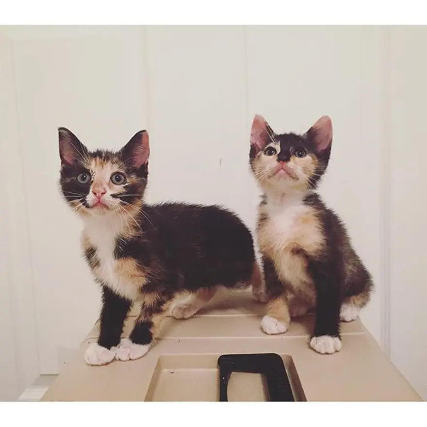 Hayatını kedileri kurtarmaya adadı 353