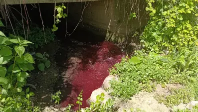 Gören bir daha baktı: Bursa'da bu dere "kan" ağlıyor