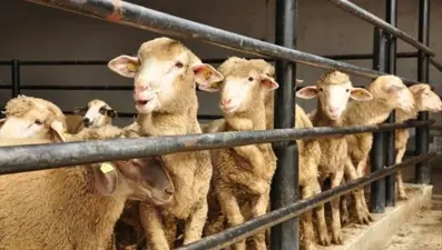 Kurban Bayramı tatili ne zaman başlıyor? Bayram tatili kaç gün, 9 gün mü olacak? (2024 Kurban Bayramı tatil takvimi)