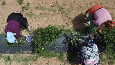 Kuzey Amerika'dan Türkiye'ye kadar yayıldı! Kilosu 230 liradan kapış kapış satılıyor, tıbbi değeri çok yüksek