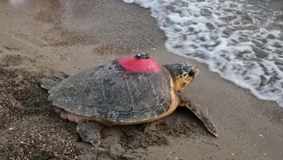 56 caretta carettadan haber yok