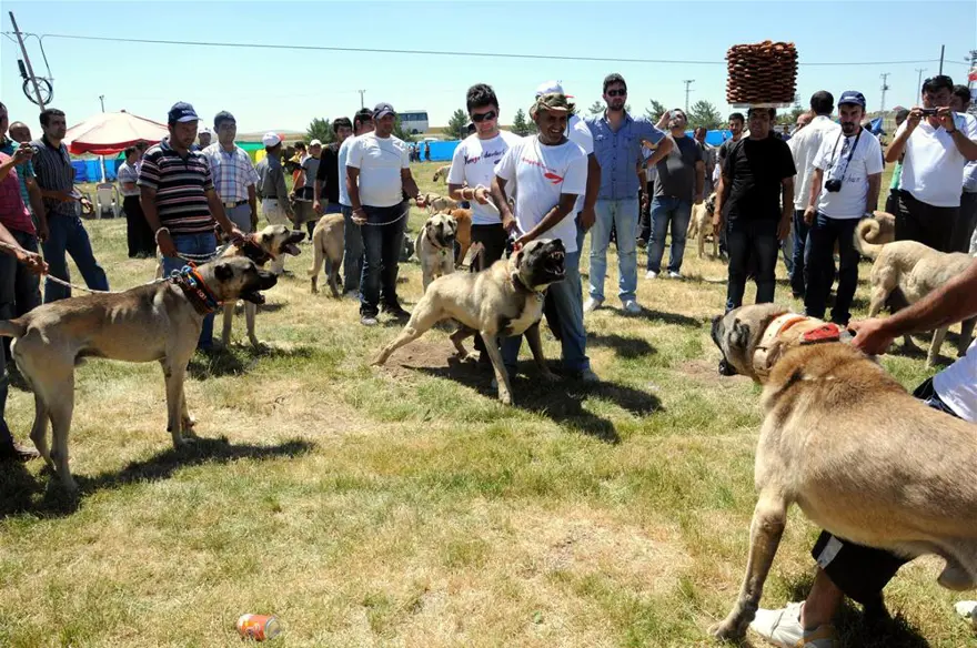 Kangallar böyle yarıştı; birinci 'Yaman' çıktı 4