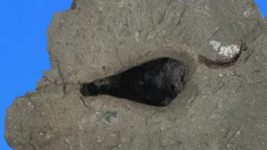 160 milyon yılda hiç değişmedi