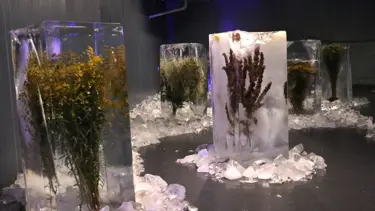 Erzurum'daki Ata Buz Müzesi'nde buz içindeki bitkilerle küresel ısınma anlatılıyor