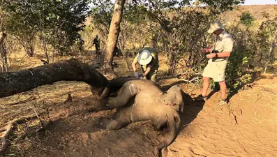 Zimbabve'de gizemli bir şekilde ölen fillerin sayısı 22’ye yükseldi