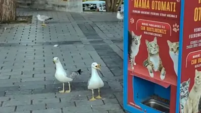 Sahtekar martılar gündem oldu: Mama için miyavladılar