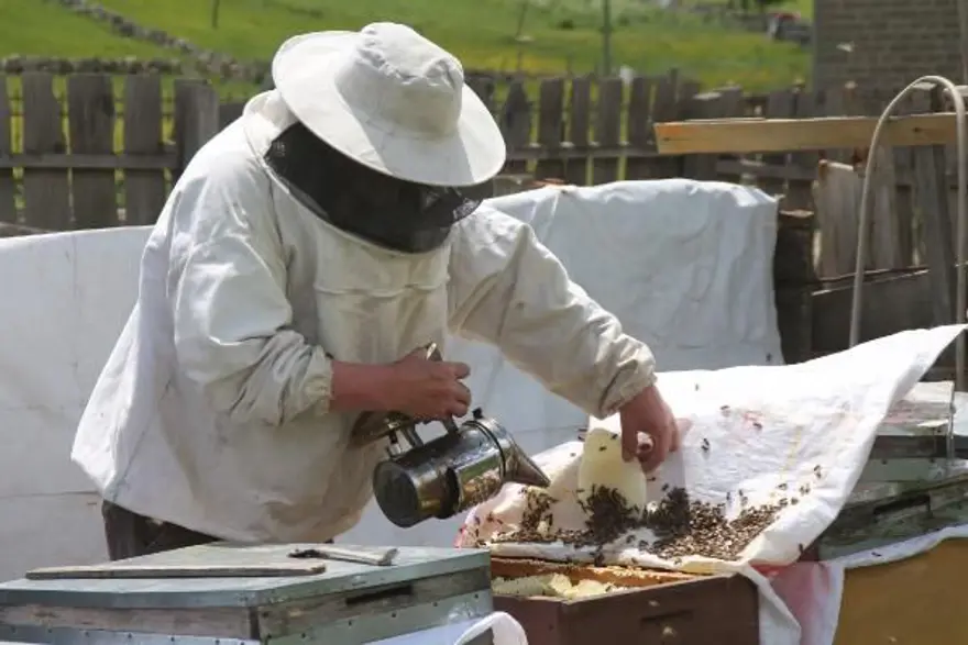 Anzer balında üretim sezonu açıldı 4