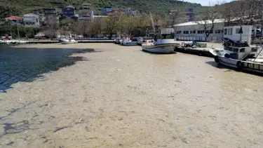 Müsilaj Marmara'yı kapladı: Bu yaz denize girilebilecek mi?