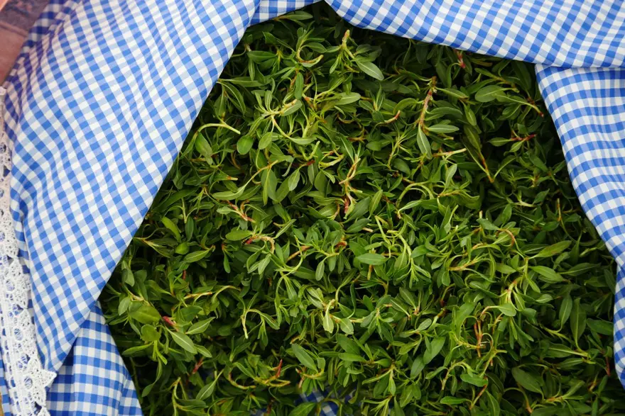 Kendiliğinden yetişiyor, tek tek sabırla toplanıyor: 100 gramıyla bir öğünlük yemek pişiyor 2 Kendiliğinden yetişiyor, tek tek sabırla toplanıyor: 100 gramıyla bir öğünlük yemek pişiyor 2