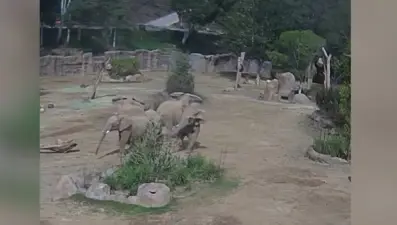 Filler, deprem sırasında "uyarı çemberi" oluşturdu