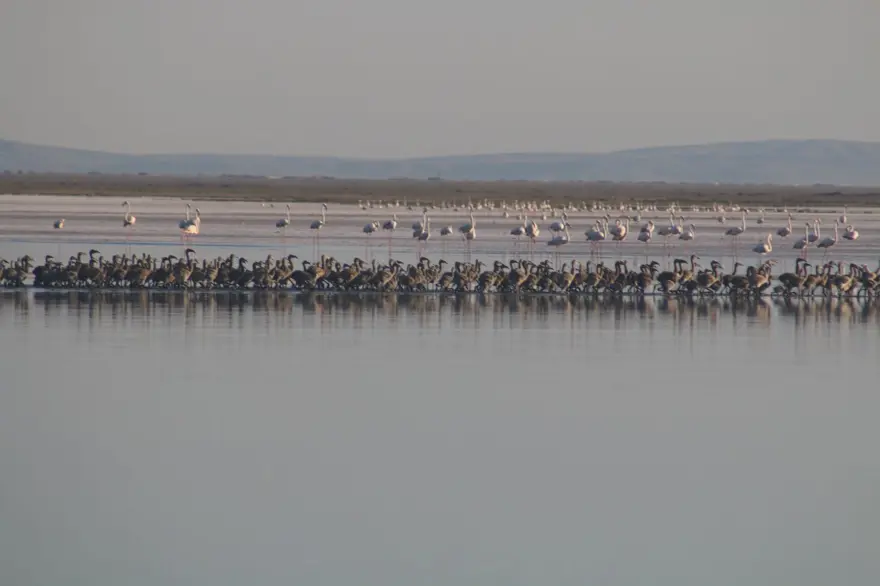 Flamingo cennetini de kuraklık vurdu: Bu yıl yavru sayısında düşüş 2