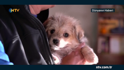 Hastalanan köpeğini klonlattı ... (Çinli kadın bunun için 300 bin lira harcadı)