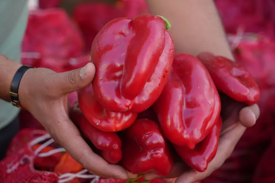 Gaziantep'te "acı" mesaisi: Türkiye'nin dört bir yanına gönderiliyor 1 Gaziantep'te "acı" mesaisi: Türkiye'nin dört bir yanına gönderiliyor 1