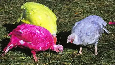 Tavus kuşu değil yılbaşı hindisi