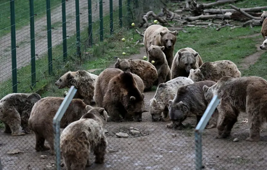 Türkiye'nin tek ayı barınağı Ovakorusu'nun maskotu oldular 44