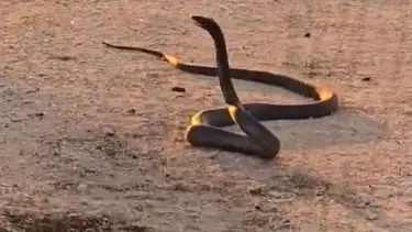 Diyarbakır’da yolun ortasında yaklaşık 2 metre boyunda yılanlar görüldü