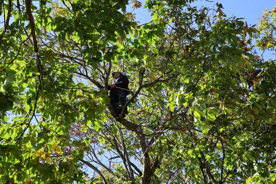 Üreticiler zamanla yarıştı, hasatta sona gelindi: 60-70 metreye kadar tırmandılar 2 Üreticiler zamanla yarıştı, hasatta sona gelindi: 60-70 metreye kadar tırmandılar 2