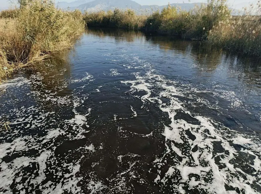Büyük Menderes Nehri'nde korkutan görüntü: Simsiyah oldu, ölü balıklar yüzeye çıktı! 