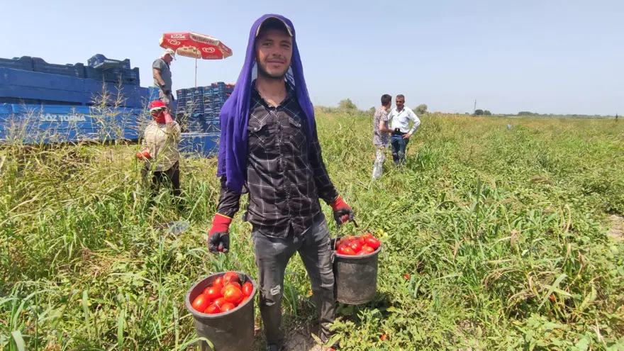 Salçalık domates tarlada 50 kuruş, salçanın kilosu ise markette 12 lira 16 Salçalık domates tarlada 50 kuruş, salçanın kilosu ise markette 12 lira 16