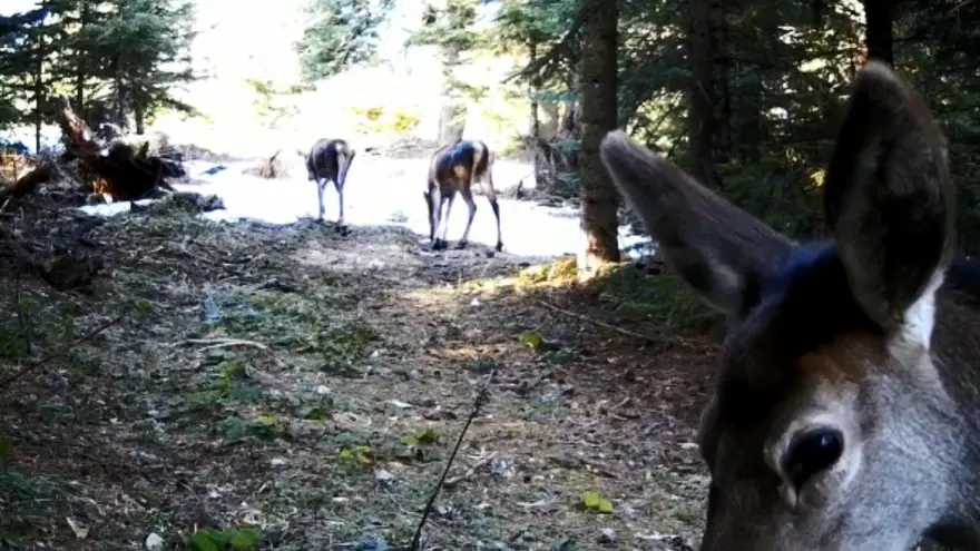 Fotokapana takılan yaban hayvanlarından belgesellik görüntüler 4