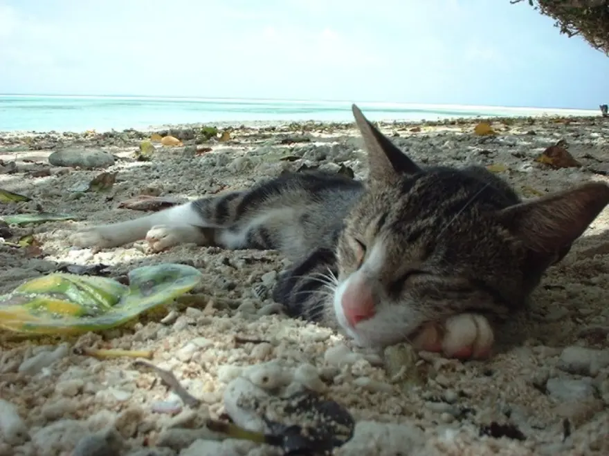 İnternetin yeni fenomenleri 28