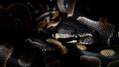 İlk kez görüntülendi! Dev piton kendinden büyük yılanı yuttu