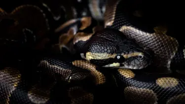 İlk kez görüntülendi! Dev piton kendinden büyük yılanı yuttu