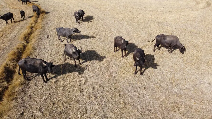 Sütüyle şifa kaynağı, üreticinin gözdesi: Yoğurdu ve kaymağının lezzetini herkes biliniyor 