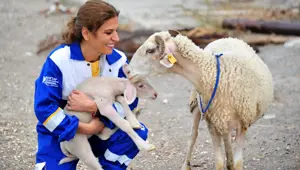 Manavgat'taki yangından kurtarılan koyun Bursa'da doğum yaptı Manavgat'taki yangından kurtarılan koyun Bursa'da doğum yaptı