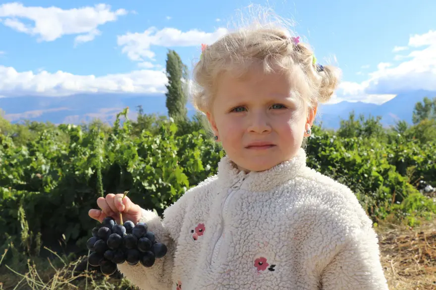 Şeker oranı düşük, tescilli lezzet: Sabahın ilk ışıklarında hasat mesaisi 3 Şeker oranı düşük, tescilli lezzet: Sabahın ilk ışıklarında hasat mesaisi 3