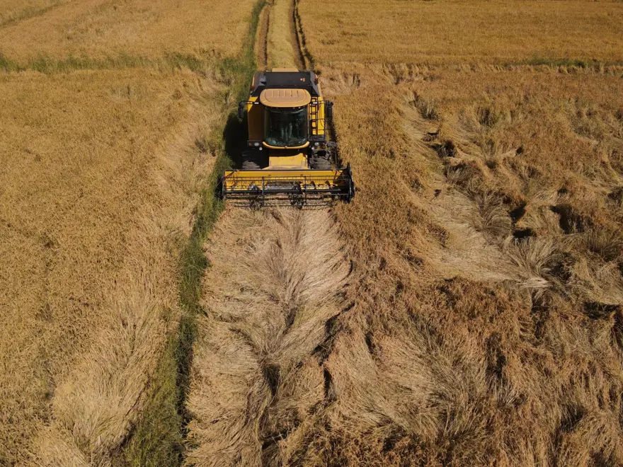 220 TL'den satılıyor: 10 bin dekar alana ekilmişti, hasat başladı 3