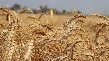 Buğday fiyatları arz endişesiyle yükselişte