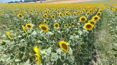 Karacabey ovası sarıya büründü
