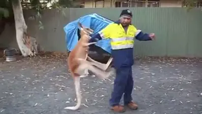 Kanguruyla kavga tartışmaya neden oldu (Hayvana eziyet mi, eğlence mi?)