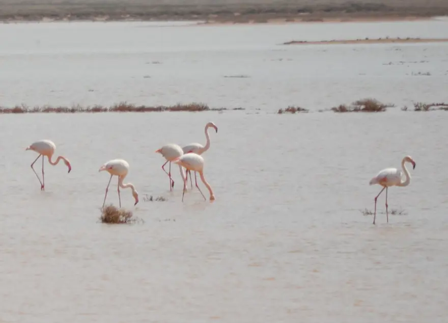 Tuz Gölü'nün misafirleri flamingolar gelmeye başladı 14
