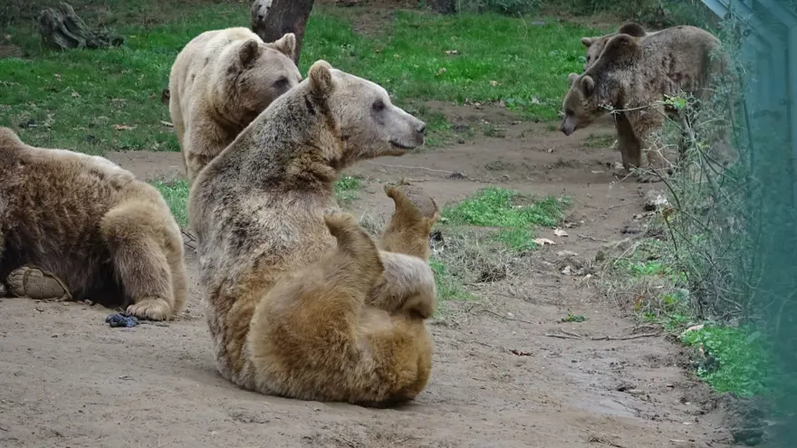 Türkiye'nin tek ayı barınağı Ovakorusu'nun maskotu oldular 36