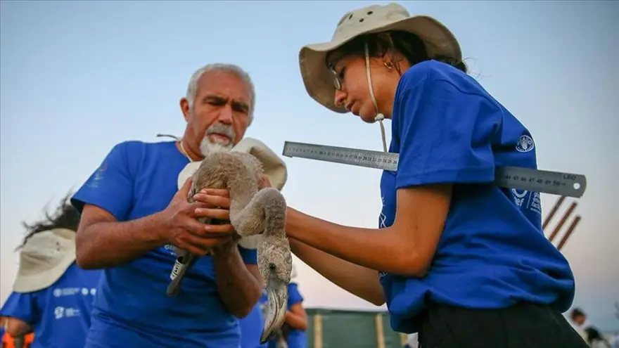 İzmir'de halkalanan yavru flamingoların yaşamı takip edilecek İzmir'de halkalanan yavru flamingoların yaşamı takip edilecek