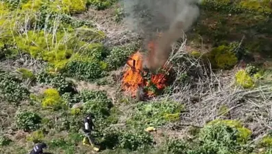100 milyon TL değerinde kenevir imha edildi