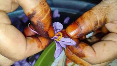 Kadınların ekmek kapısı: Gramı 350 lira, 10 dönümde üretiliyor