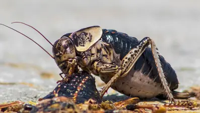 'Yamyam' tombul çekirge kendi türünü yerken görüntülendi