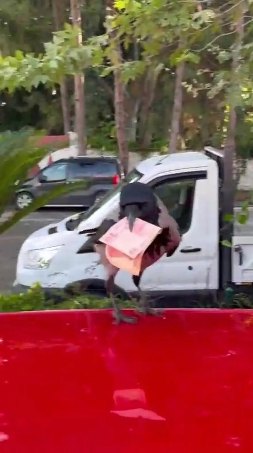 Poğaçayla besliyordu: Kargaya 10 TL'sini kaptırdı 2 Poğaçayla besliyordu: Kargaya 10 TL'sini kaptırdı 2