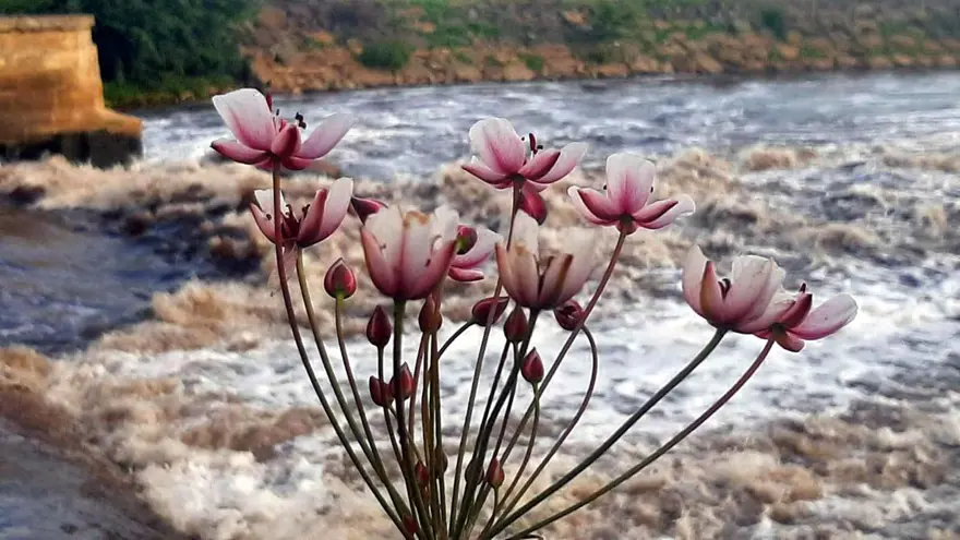 Ergene Nehri, Trakya'da zehir saçıyor 8