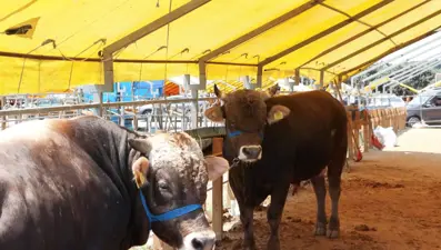 Kurban pazarlarında satıcılar toplanmaya başladı