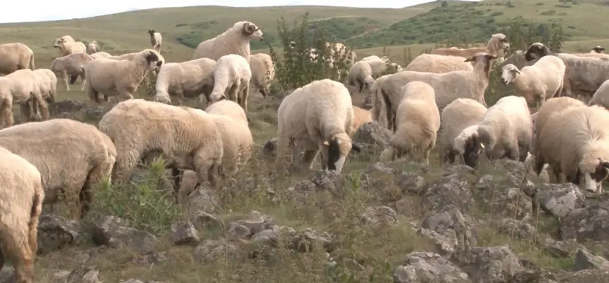 BABA-OĞUL MÜCADELESİ SAVAŞA DÖNÜŞTÜ 1