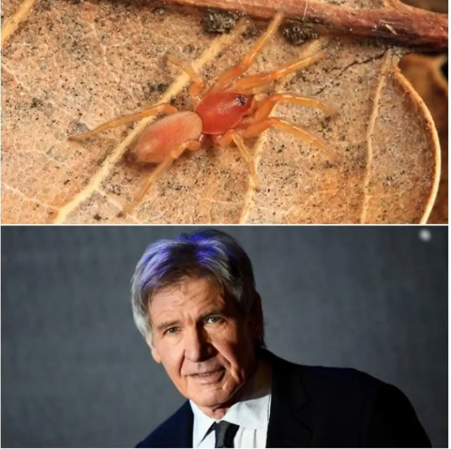 Ünlülerin adı verilen yeni türler 5 Ünlülerin adı verilen yeni türler 5