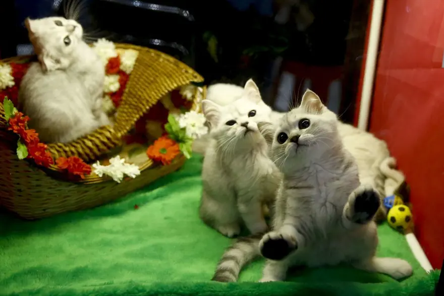 Kedi fuarından renkli fotoğraflar (Catsburg) 22